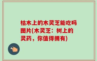 枯木上的木灵芝能吃吗图片(木灵芝：树上的灵药，你值得拥有)