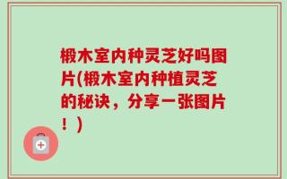 椴木室内种灵芝好吗图片(椴木室内种植灵芝的秘诀，分享一张图片！)