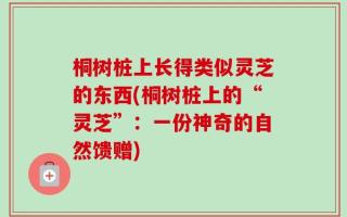 桐树桩上长得类似灵芝的东西(桐树桩上的“灵芝”：一份神奇的自然馈赠)