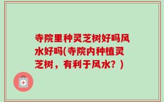 寺院里种灵芝树好吗风水好吗(寺院内种植灵芝树，有利于风水？)