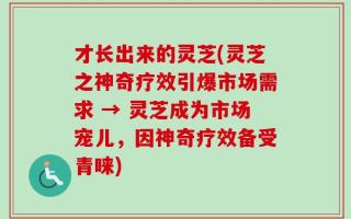 才长出来的灵芝(灵芝之神奇疗效引爆市场需求 → 灵芝成为市场宠儿，因神奇疗效备受青睐)