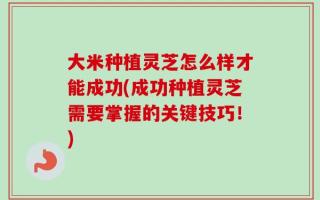 大米种植灵芝怎么样才能成功(成功种植灵芝需要掌握的关键技巧！)