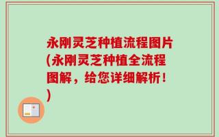 永刚灵芝种植流程图片(永刚灵芝种植全流程图解，给您详细解析！)