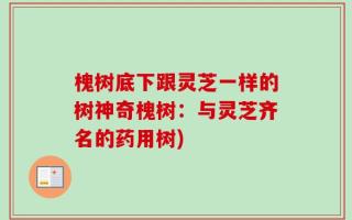 槐树底下跟灵芝一样的树神奇槐树：与灵芝齐名的药用树)
