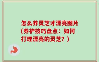 怎么养灵芝才漂亮图片(养护技巧盘点：如何打理漂亮的灵芝？)