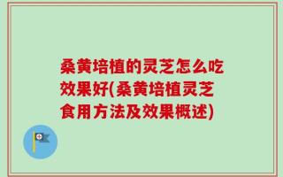 桑黄培植的灵芝怎么吃效果好(桑黄培植灵芝食用方法及效果概述)