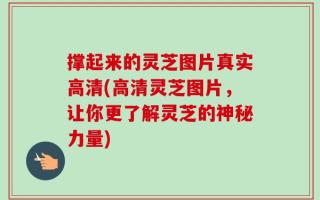 撑起来的灵芝图片真实高清(高清灵芝图片，让你更了解灵芝的神秘力量)