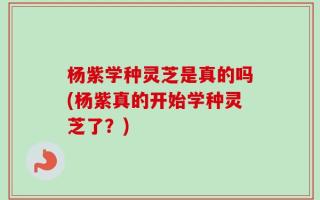 杨紫学种灵芝是真的吗(杨紫真的开始学种灵芝了？)