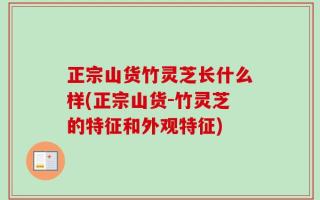 正宗山货竹灵芝长什么样(正宗山货-竹灵芝的特征和外观特征)