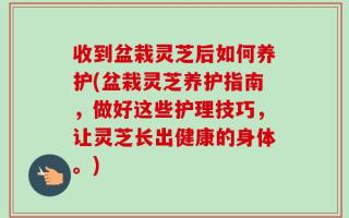 收到盆栽灵芝后如何养护(盆栽灵芝养护指南，做好这些护理技巧，让灵芝长出健康的身体。)