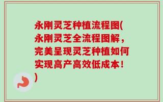 永刚灵芝种植流程图(永刚灵芝全流程图解，完美呈现灵芝种植如何实现高产高效低成本！)