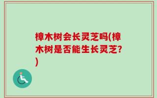 樟木树会长灵芝吗(樟木树是否能生长灵芝？)