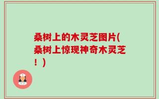 桑树上的木灵芝图片(桑树上惊现神奇木灵芝！)
