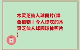 木灵芝仙人球图片(绿色植物丨令人惊叹的木灵芝仙人球圆球体照片)