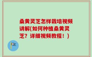 桑黄灵芝怎样栽培视频讲解(如何种植桑黄灵芝？详细视频教程！)