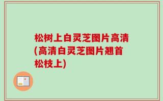 松树上白灵芝图片高清(高清白灵芝图片翘首松枝上)