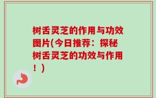 树舌灵芝的作用与功效图片(今日推荐：探秘树舌灵芝的功效与作用！)