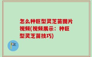 怎么种巨型灵芝苗图片视频(视频展示：种巨型灵芝苗技巧)