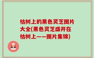 枯树上的黑色灵芝图片大全(黑色灵芝盛开在枯树上——图片集锦)