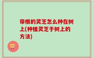 带根的灵芝怎么种在树上(种植灵芝于树上的方法)