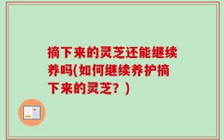 摘下来的灵芝还能继续养吗(如何继续养护摘下来的灵芝？)