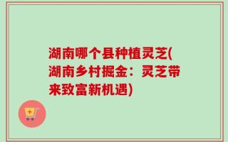 湖南哪个县种植灵芝(湖南乡村掘金：灵芝带来致富新机遇)