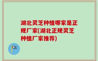 湖北灵芝种植哪家是正规厂家(湖北正规灵芝种植厂家推荐)