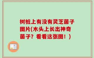 树桩上有没有灵芝菌子图片(木头上长出神奇菌子？看看这张图！)