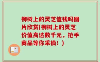 柳树上的灵芝值钱吗图片欣赏(柳树上的灵芝价值高达数千元，抢手商品等你采摘！)