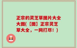 正宗的灵芝草图片大全大图(【图】正宗灵芝草大全，一网打尽！)