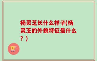 杨灵芝长什么样子(杨灵芝的外貌特征是什么？)