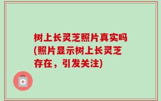 树上长灵芝照片真实吗(照片显示树上长灵芝存在，引发关注)