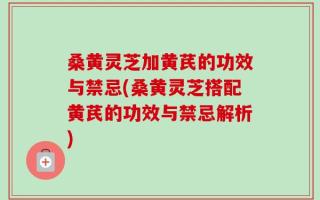 桑黄灵芝加黄芪的功效与禁忌(桑黄灵芝搭配黄芪的功效与禁忌解析)