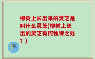 柳树上长出来的灵芝是叫什么灵芝(柳树上长出的灵芝有何独特之处？)
