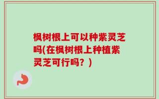 枫树根上可以种紫灵芝吗(在枫树根上种植紫灵芝可行吗？)
