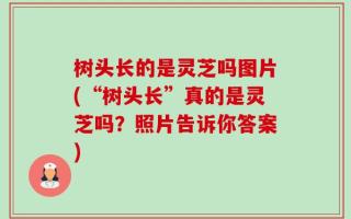 树头长的是灵芝吗图片(“树头长”真的是灵芝吗？照片告诉你答案)