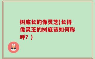 树底长的像灵芝(长得像灵芝的树底该如何称呼？)