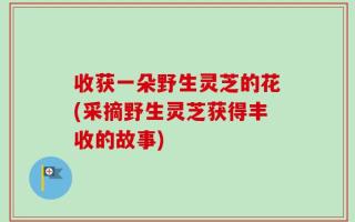 收获一朵野生灵芝的花(采摘野生灵芝获得丰收的故事)