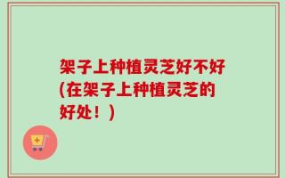 架子上种植灵芝好不好(在架子上种植灵芝的好处！)