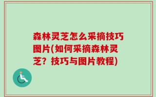 森林灵芝怎么采摘技巧图片(如何采摘森林灵芝？技巧与图片教程)