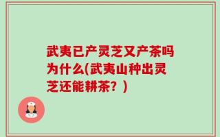 武夷已产灵芝又产茶吗为什么(武夷山种出灵芝还能耕茶？)