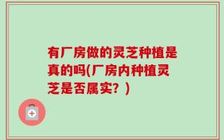 有厂房做的灵芝种植是真的吗(厂房内种植灵芝是否属实？)