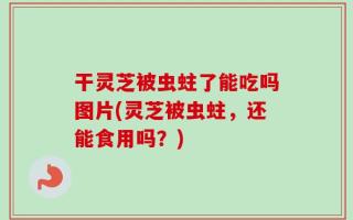 干灵芝被虫蛀了能吃吗图片(灵芝被虫蛀，还能食用吗？)