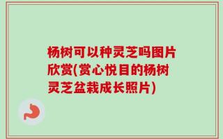 杨树可以种灵芝吗图片欣赏(赏心悦目的杨树灵芝盆栽成长照片)