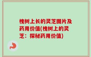 槐树上长的灵芝图片及药用价值(槐树上的灵芝：探秘药用价值)