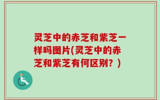 灵芝中的赤芝和紫芝一样吗图片(灵芝中的赤芝和紫芝有何区别？)