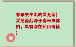 春米虫生出的灵芝菌(灵芝菌起源于春米虫体内，具有潜在药用价值)