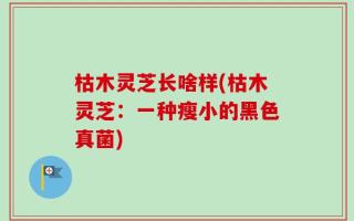 枯木灵芝长啥样(枯木灵芝：一种瘦小的黑色真菌)