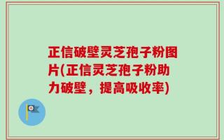 正信破壁灵芝孢子粉图片(正信灵芝孢子粉助力破壁，提高吸收率)