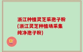 浙江种植灵芝采孢子粉(浙江灵芝种植场采集纯净孢子粉)